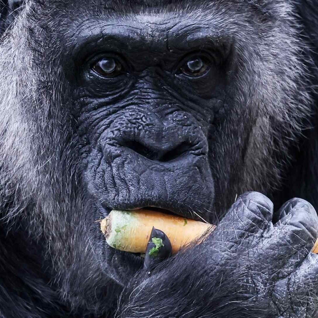 Fatou, la gorila más vieja del mundo,