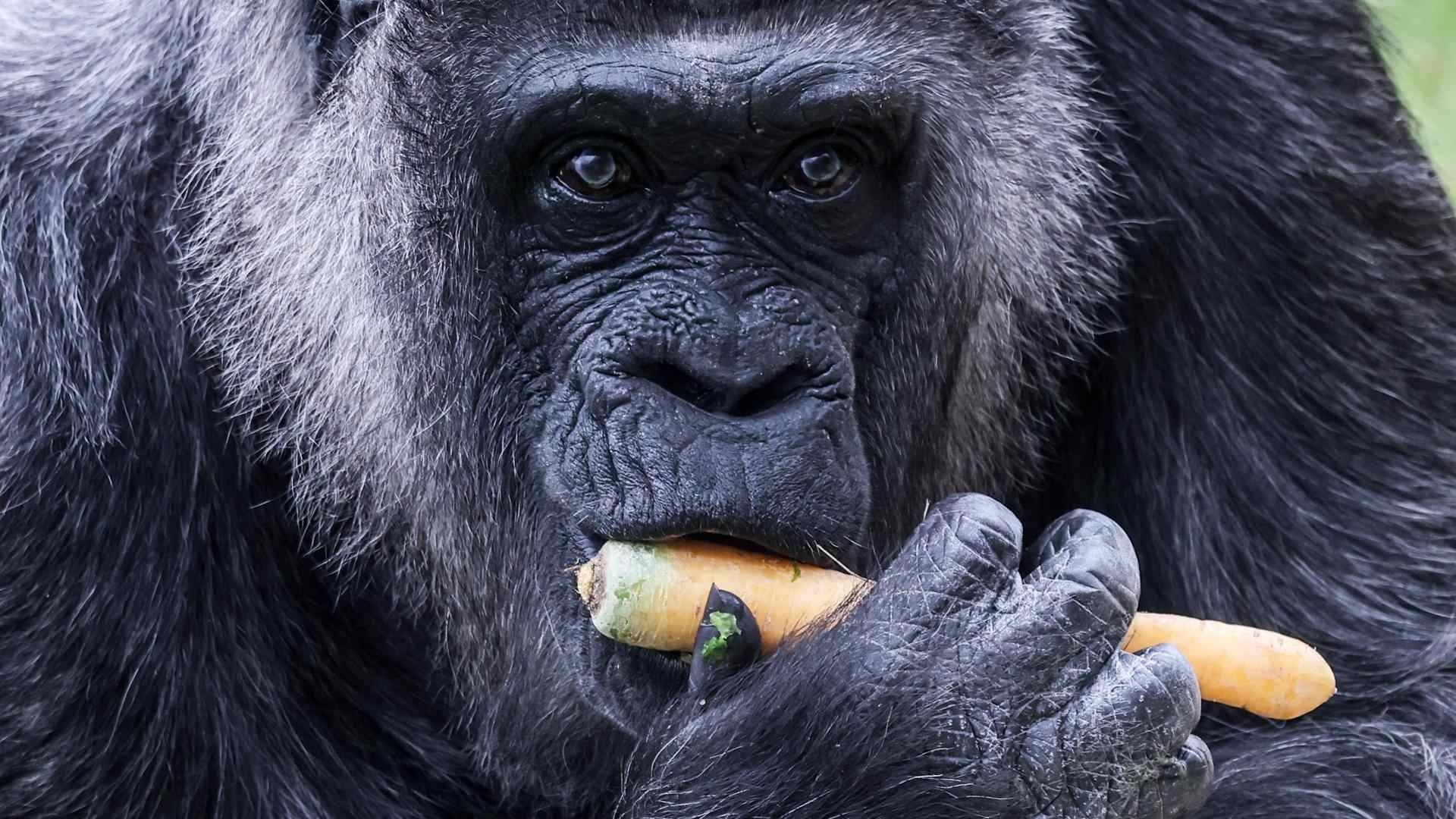 Fatou, la gorila más vieja del mundo,