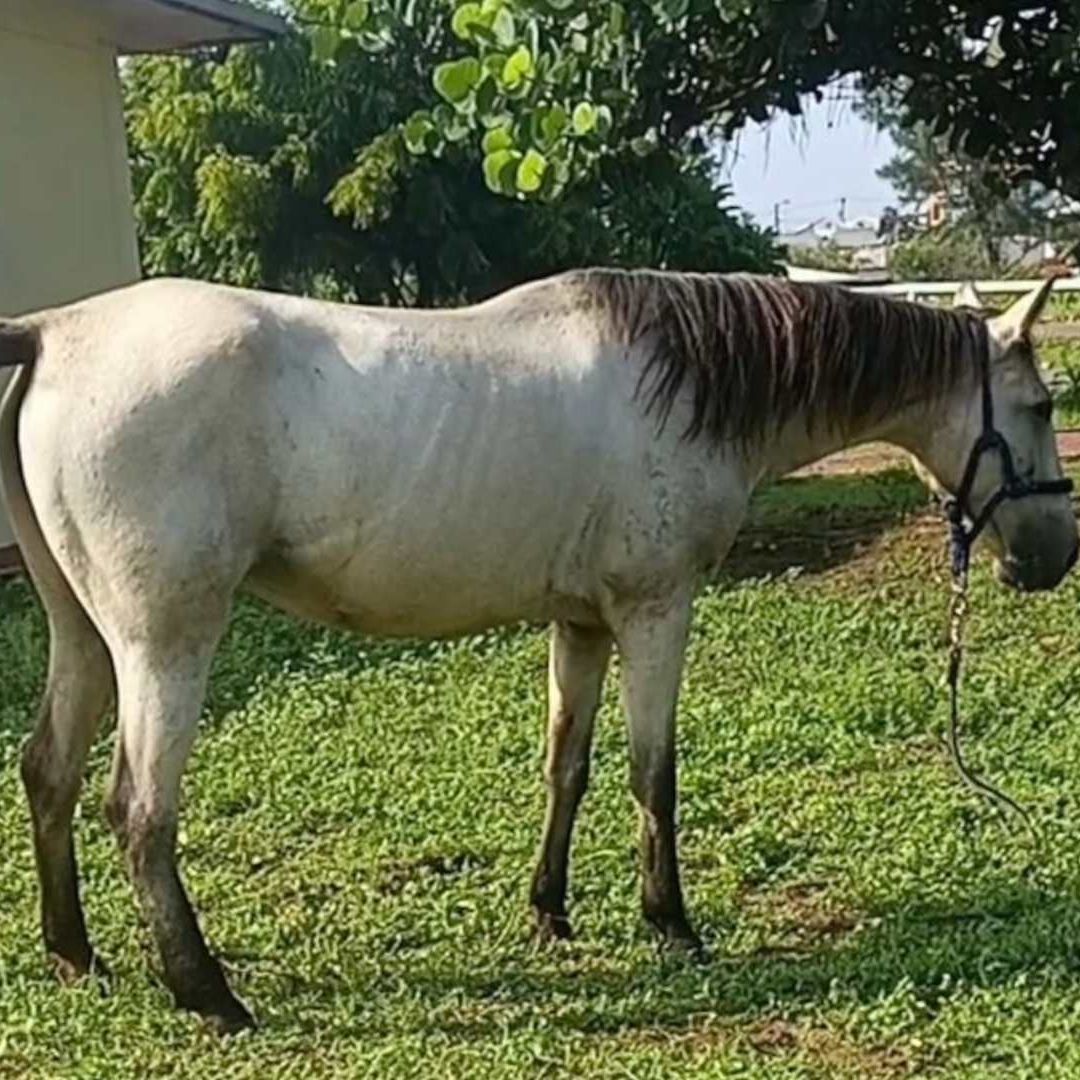 Devuelven a yegua sustraída de fundación dedicada a la equinoterapia en Veracruz.