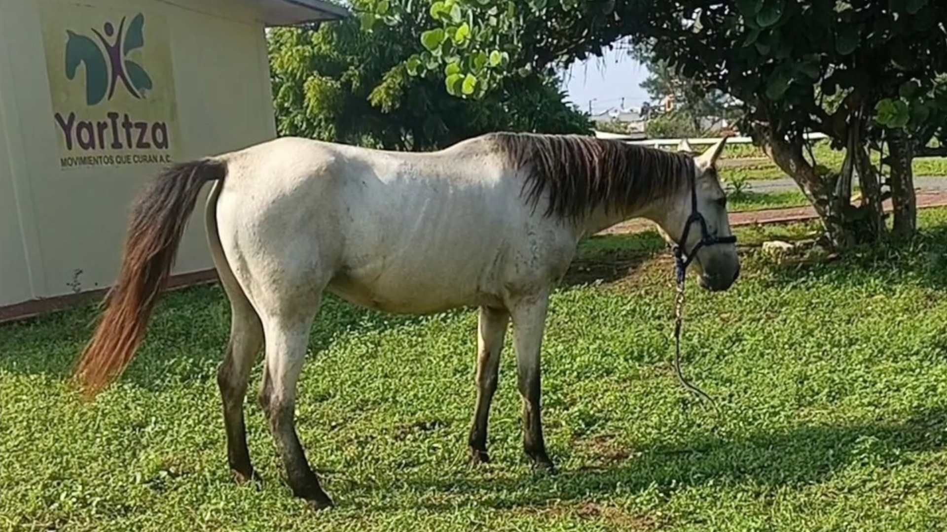 Devuelven a yegua sustraída de fundación dedicada a la equinoterapia en Veracruz.