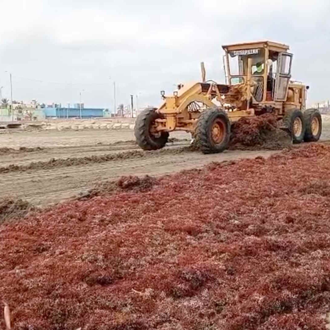 Recolectan 600 Toneladas de Sargazo en Playas de Coatzacoalcos de Veracruz