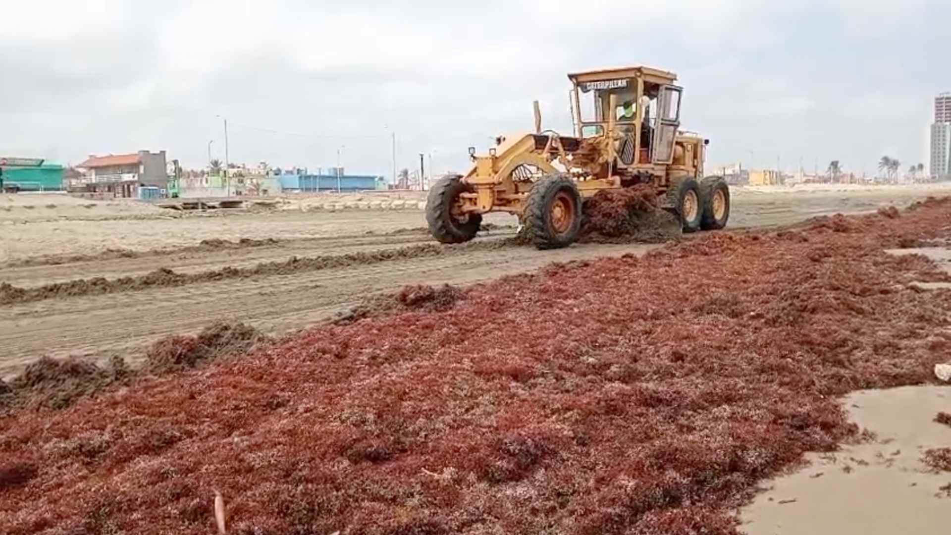 Recolectan 600 Toneladas de Sargazo en Playas de Coatzacoalcos de Veracruz