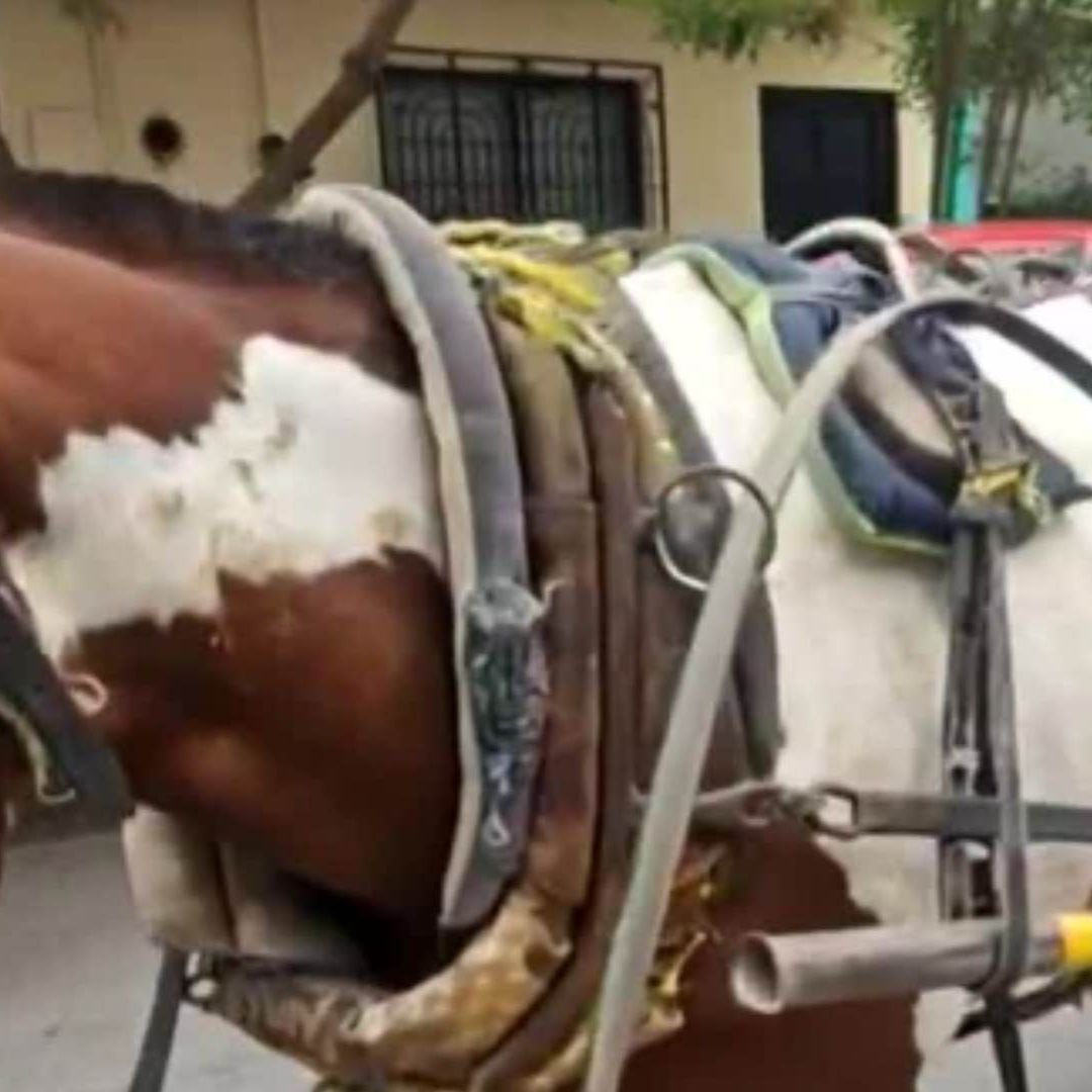 Caballo con signos de maltrato