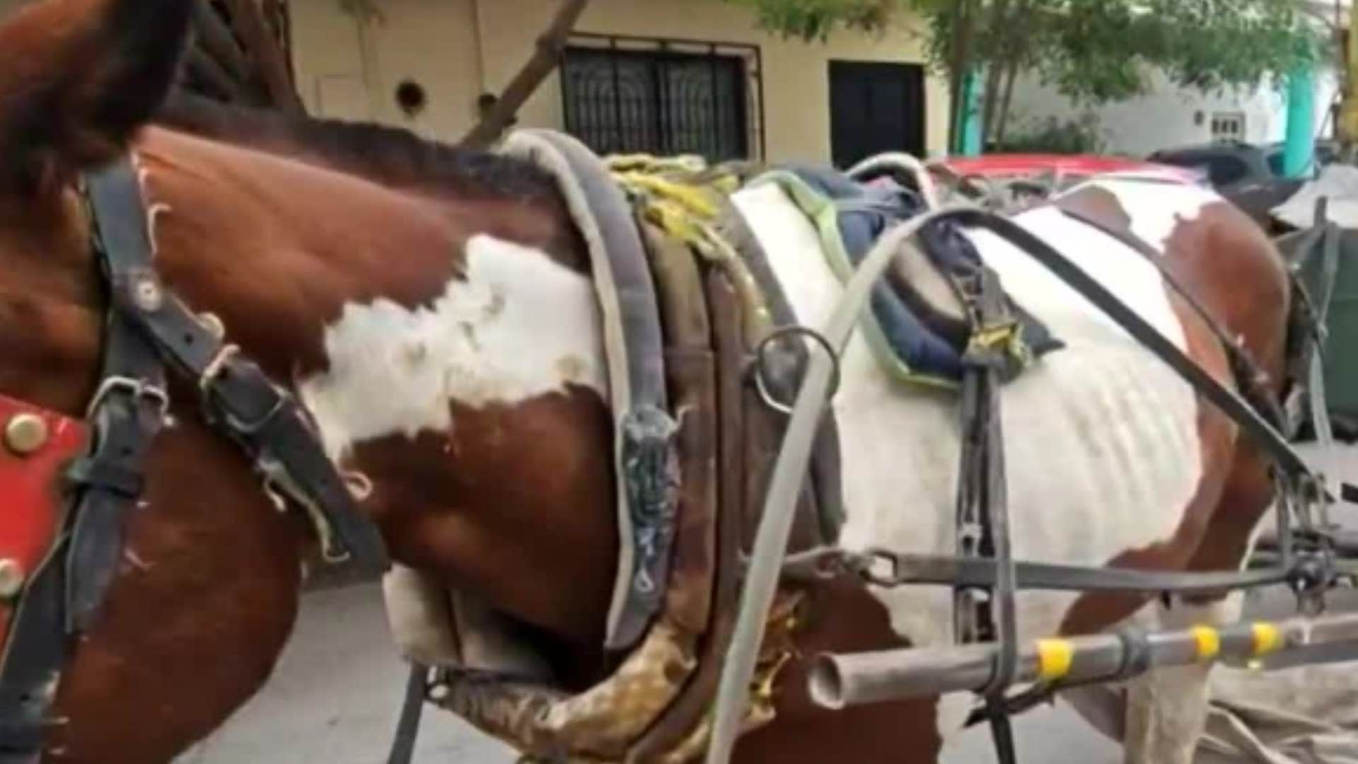 Caballo con signos de maltrato