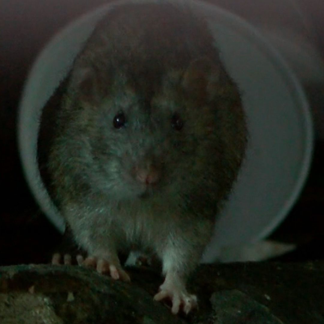 Años de abandono mantienen plaga de ratas en zona centro de Guadalajara