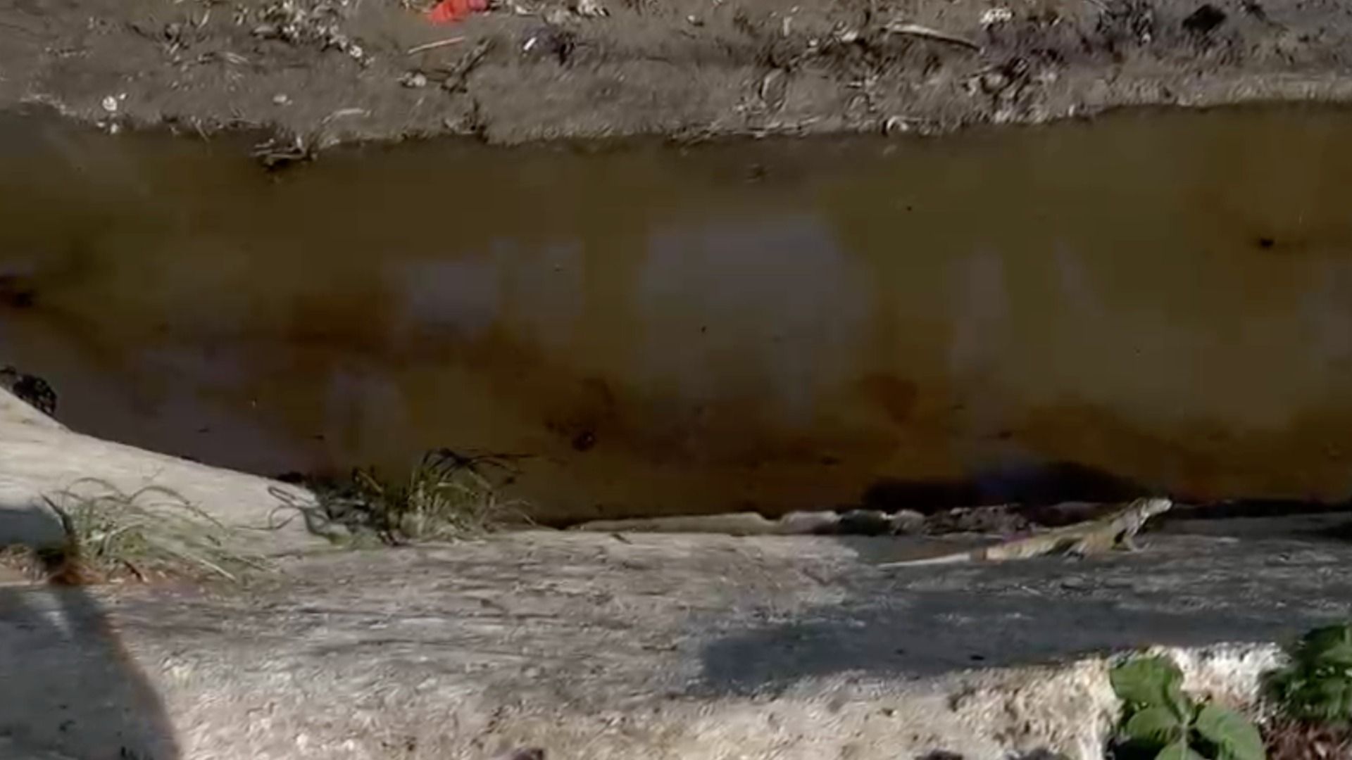 hidrocarburo en arroyo de Poza Rica