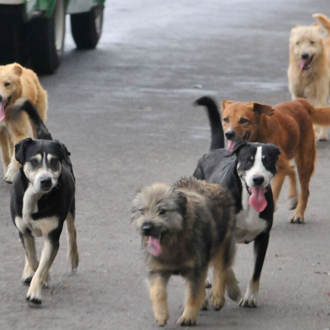 Fiscalía Edomex Indaga Muerte de Perros en Tecámac Durante Gestión de Senadora Mariela Gutiérrez