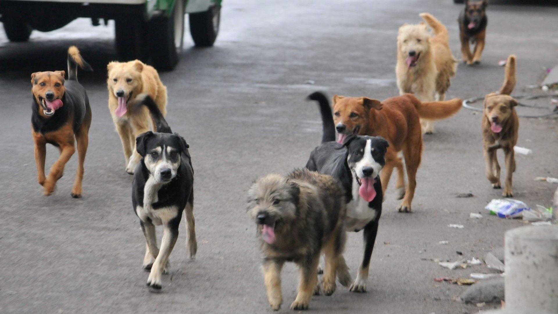 Fiscalía Edomex Indaga Muerte de Perros en Tecámac Durante Gestión de Senadora Mariela Gutiérrez