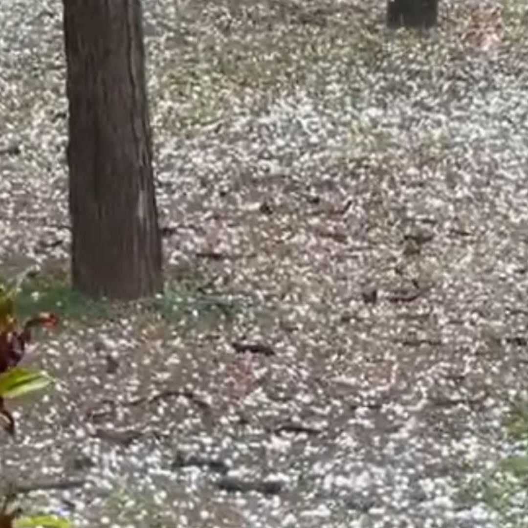 Cae granizo en Monterrey.