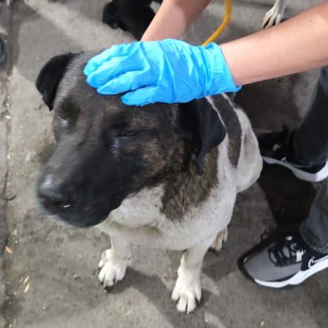 Cinco Perros  Envenenados en Mercado El Hoyo de San Martín Texmelucan Puebla Maltrato Animal