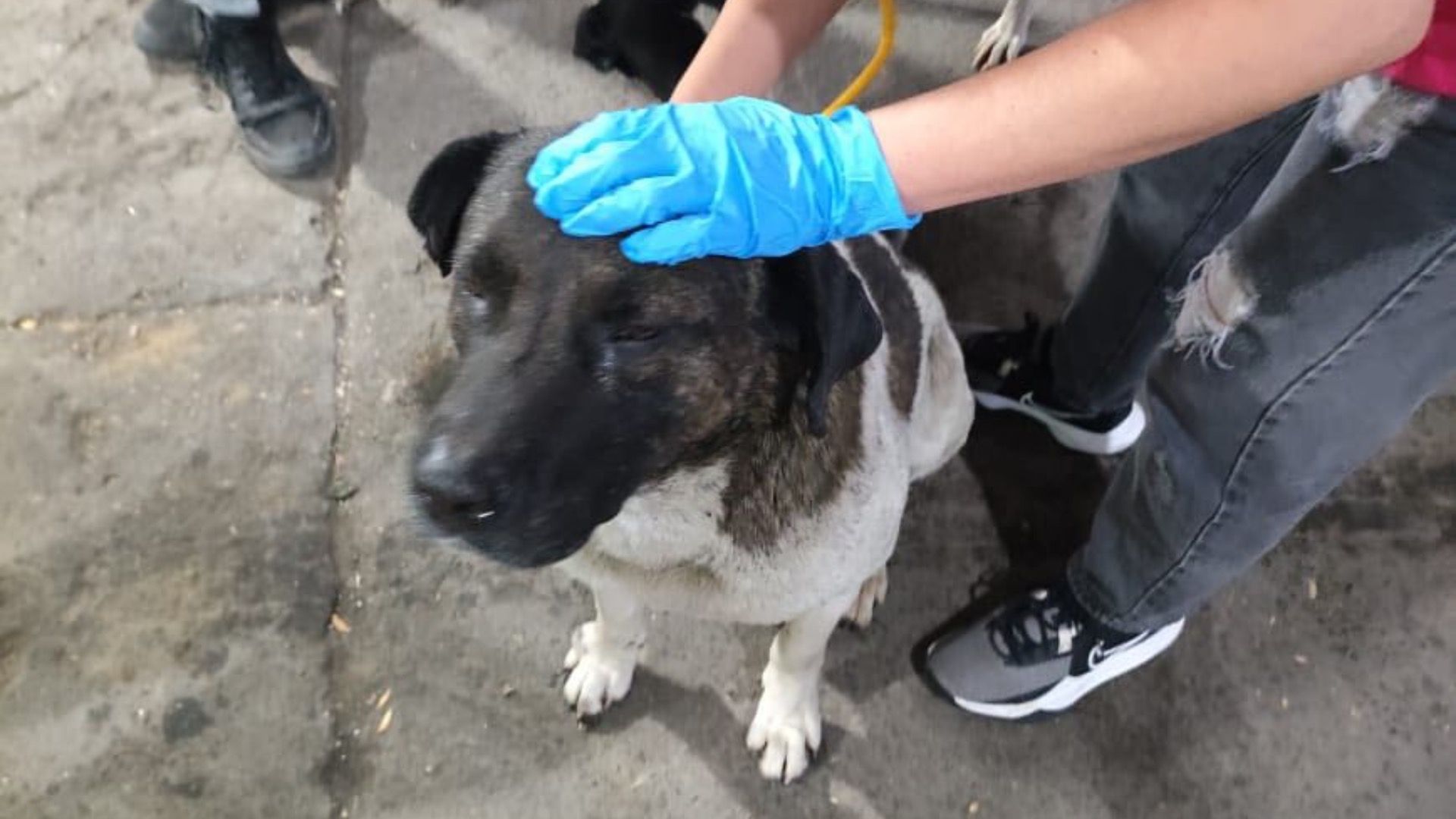 Cinco Perros  Envenenados en Mercado El Hoyo de San Martín Texmelucan Puebla Maltrato Animal