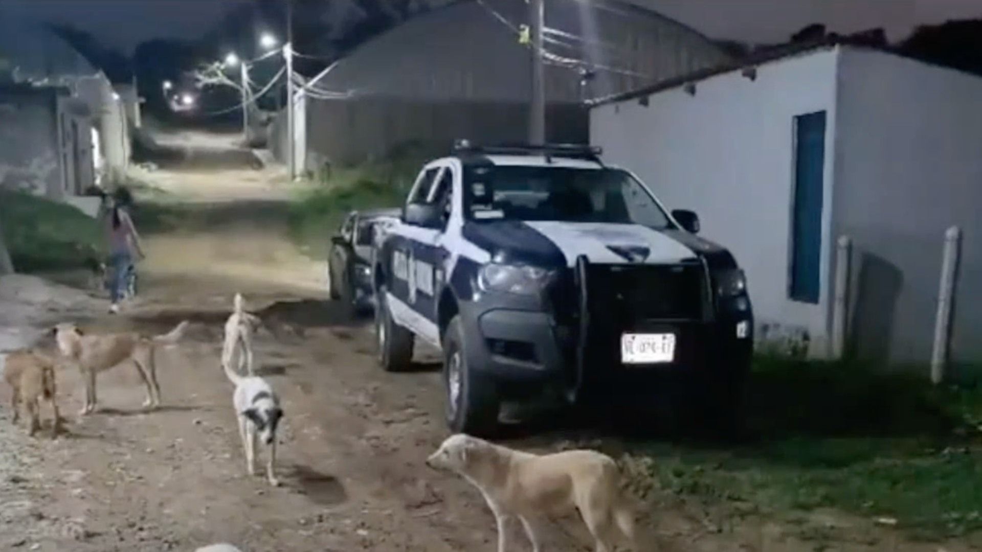patrulla y perros en calle de Xalapa