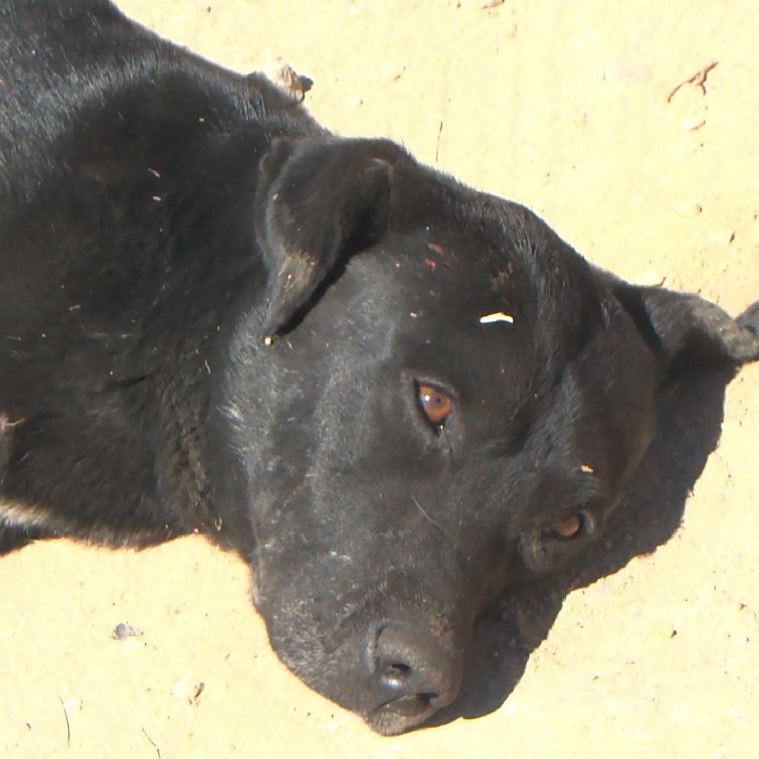 El perro que fue baleado por un motociclista en El Salto regresó con su dueño