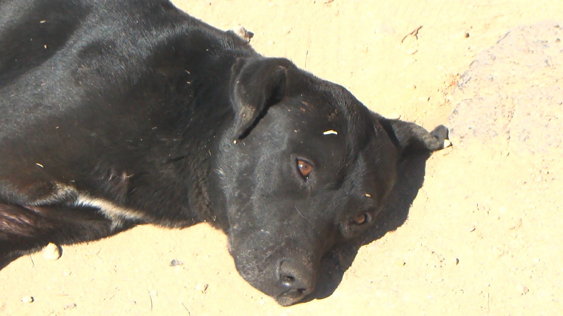 El perro que fue baleado por un motociclista en El Salto regresó con su dueño