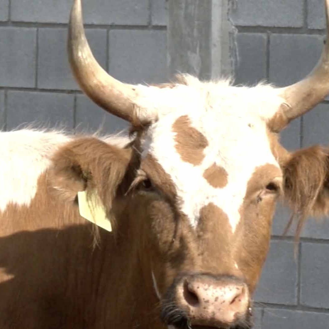 Alerta en Tamaulipas por Incremento de Casos Activos de Gusano Barrenador