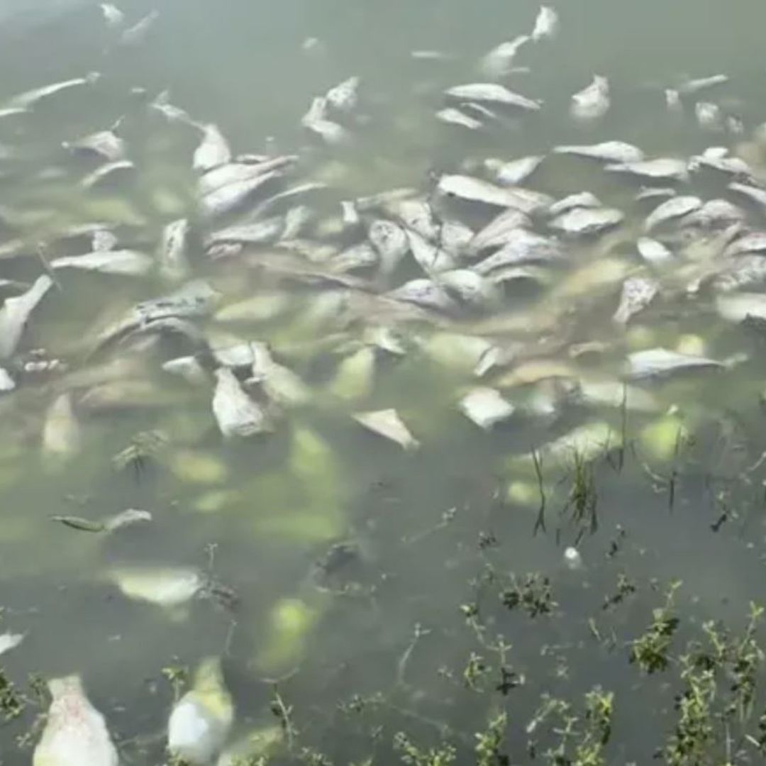 Pemex niega muerte de peces en Río Cazones.