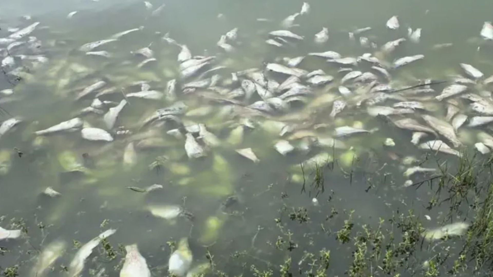 Pemex niega muerte de peces en Río Cazones.