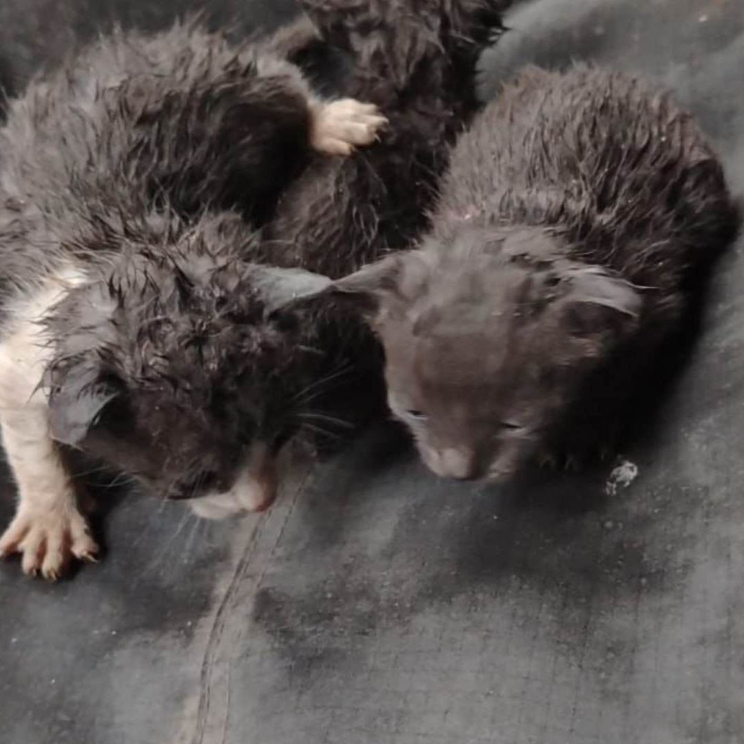 Rescatan a Tres Gatos Abandonados en Residencial Dinastía, Monterrey