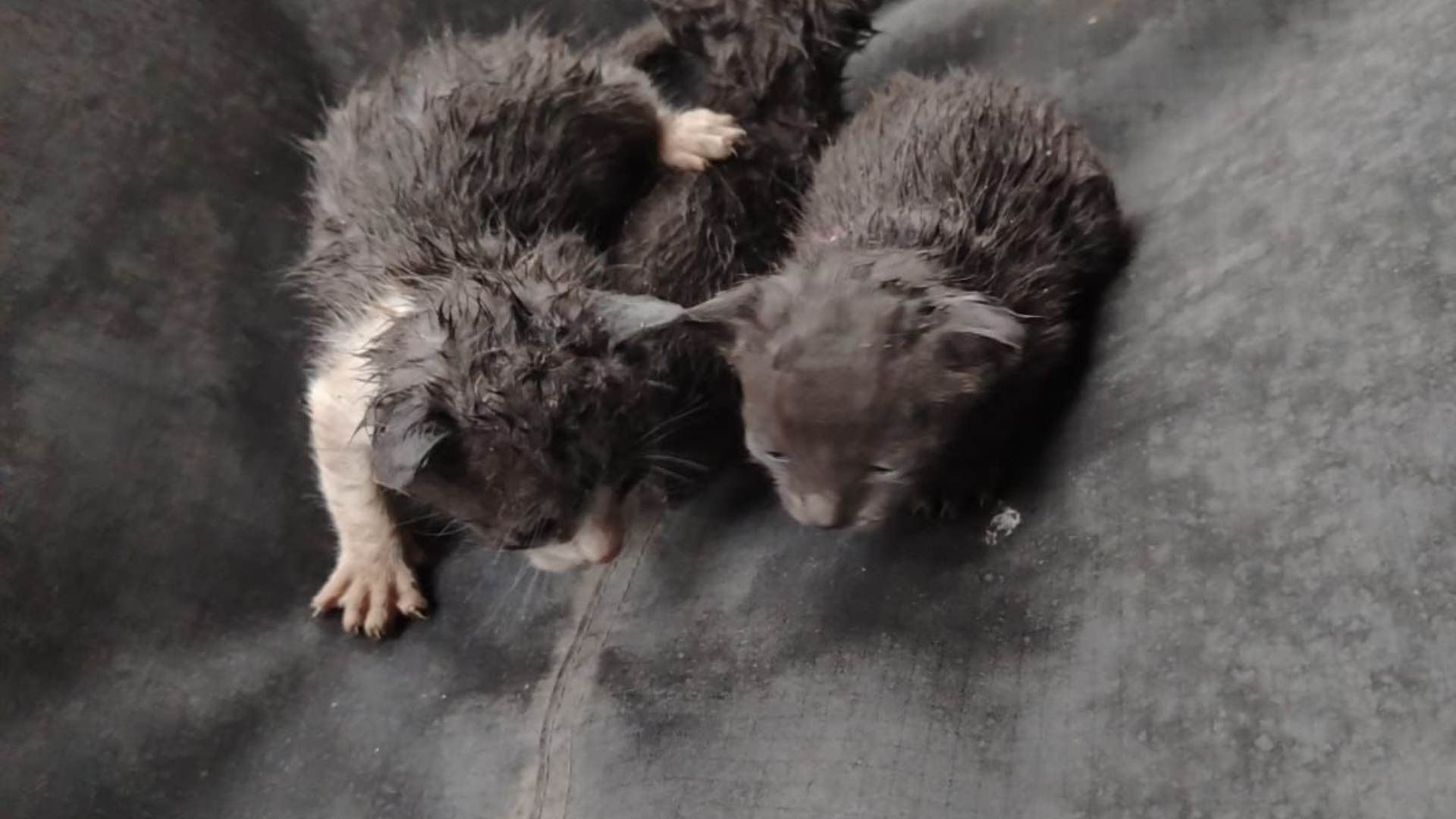 Rescatan a Tres Gatos Abandonados en Residencial Dinastía, Monterrey