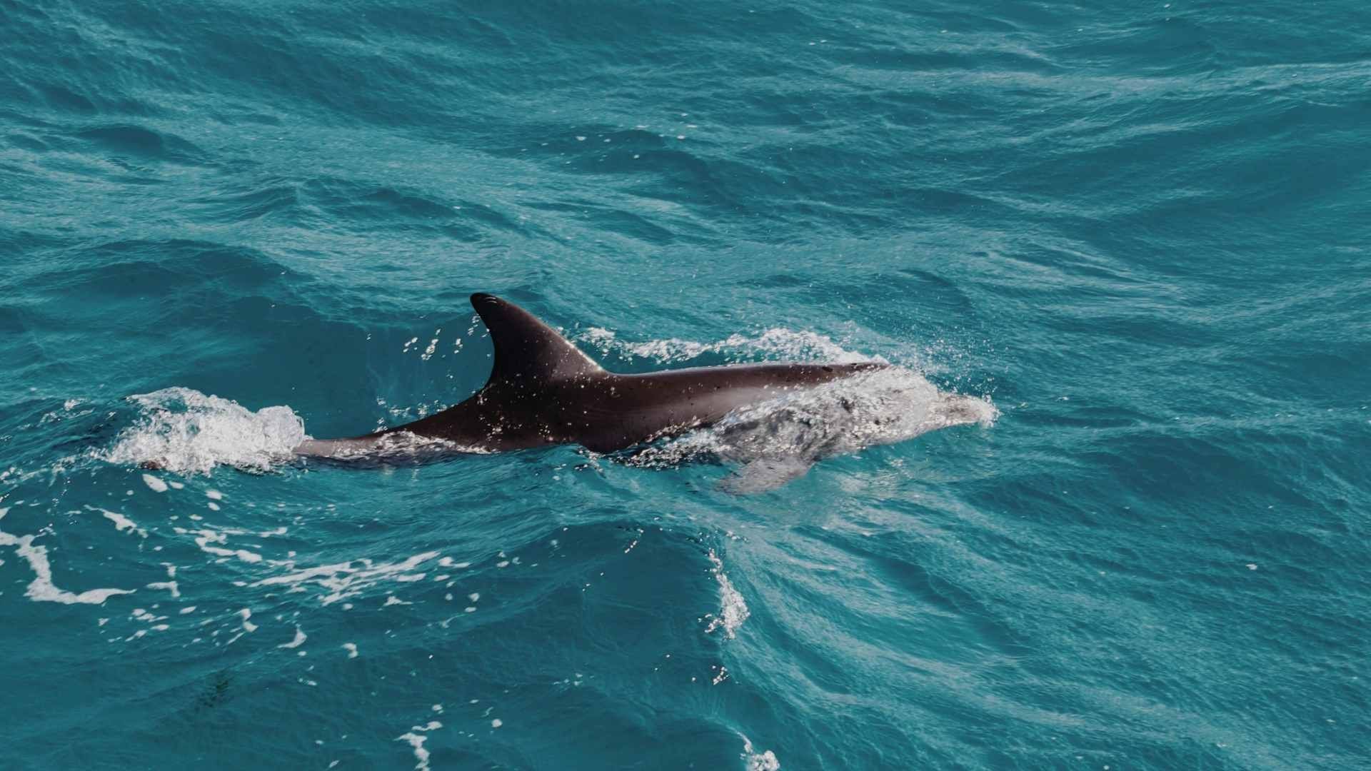 Hallan Delfín sin Vida en Playa Las Palmitas de Agua Dulce Sur de Veracruz Autoridades Investigan las Causas de su Muerte