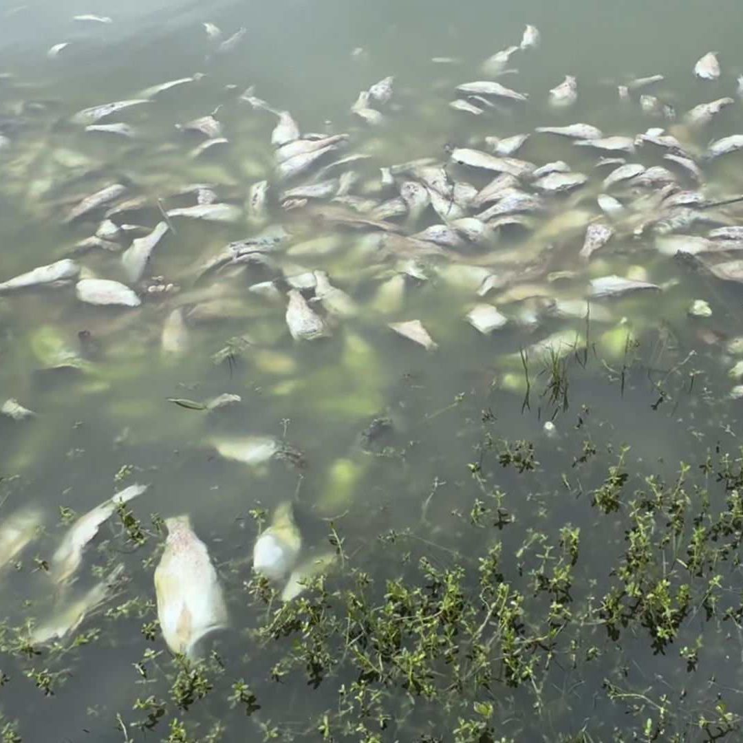 Pescadores Reportan Muerte Masiva de Peces Entre los Límites de Veracruz y Tamaulipas