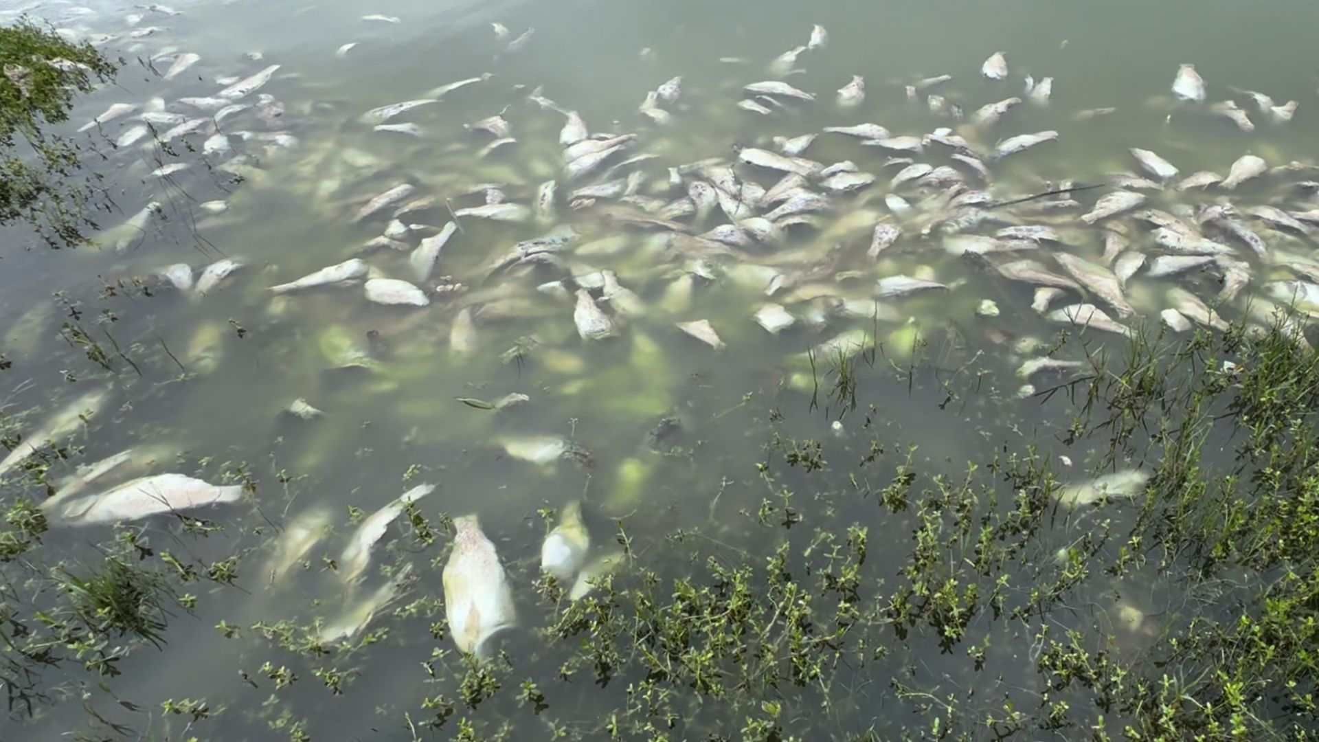 Pescadores Reportan Muerte Masiva de Peces Entre los Límites de Veracruz y Tamaulipas