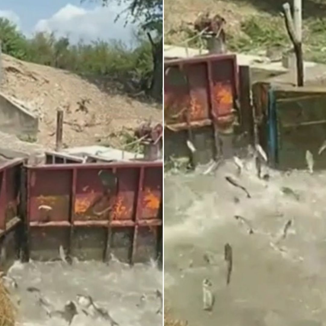 Alertan por Toneladas de Peces Muertos en Estero del Camalote del Río Pánuco.