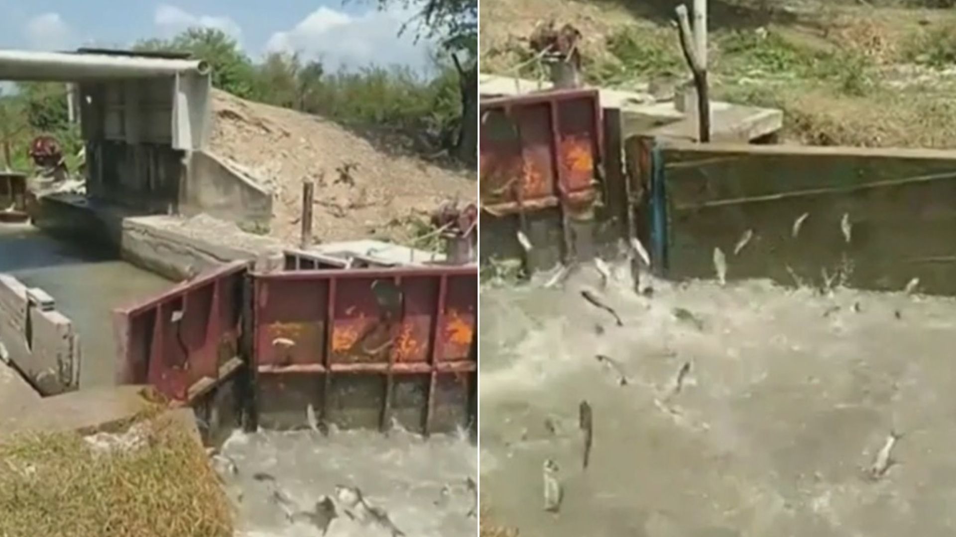 Alertan por Toneladas de Peces Muertos en Estero del Camalote del Río Pánuco.