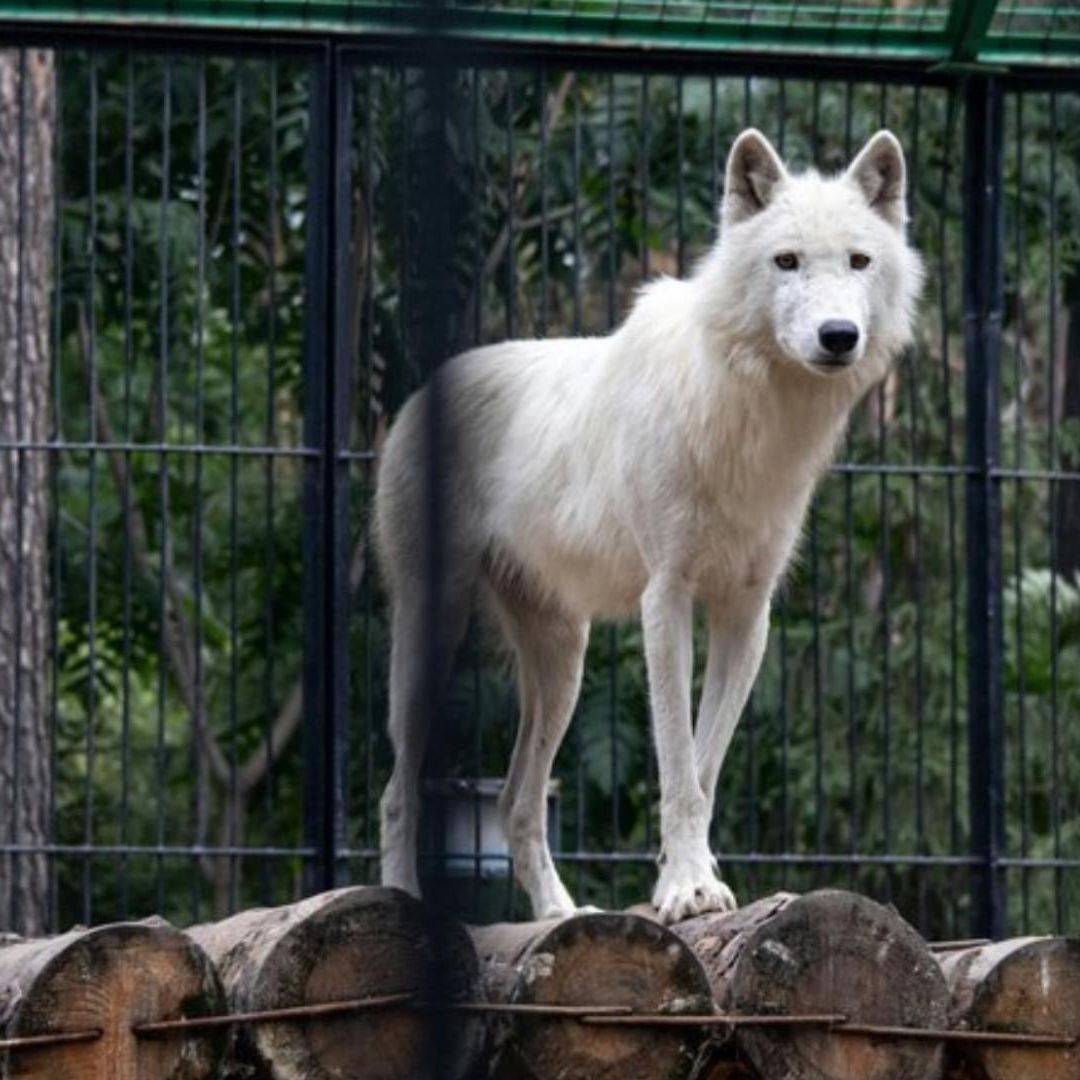 Mujer se Debate Entre la Vida y la Muerte Tras ser Mordida por Lobos en un Zoo de Francia