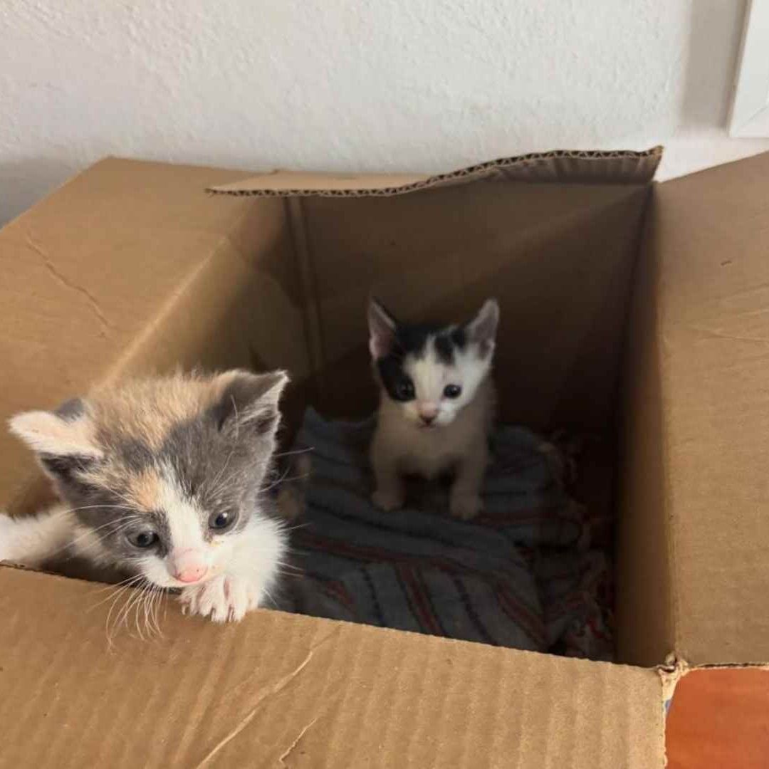 Mueren 14 Gatitos por Panleucopenia en Querétaro