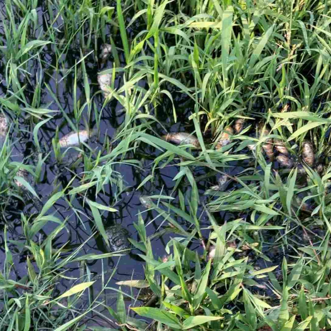 Reportan Mortandad de Peces en Lagunas Artificiales de Colonia Fraternidad Antorchista Ciudad Olmeca Coatzacoalcos Veracruz