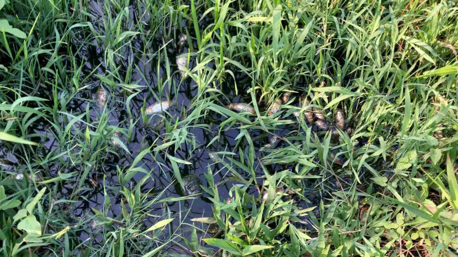Reportan Mortandad de Peces en Lagunas Artificiales de Colonia Fraternidad Antorchista Ciudad Olmeca Coatzacoalcos Veracruz