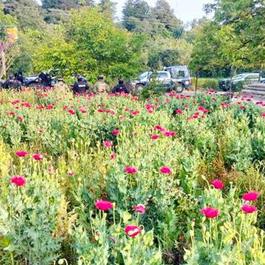 Terreno Plantío Asegurado con 400 Plantas de Amapola en Apatauyan Atempan