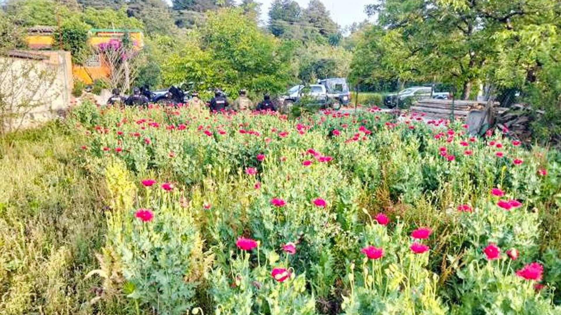 Terreno Plantío Asegurado con 400 Plantas de Amapola en Apatauyan Atempan