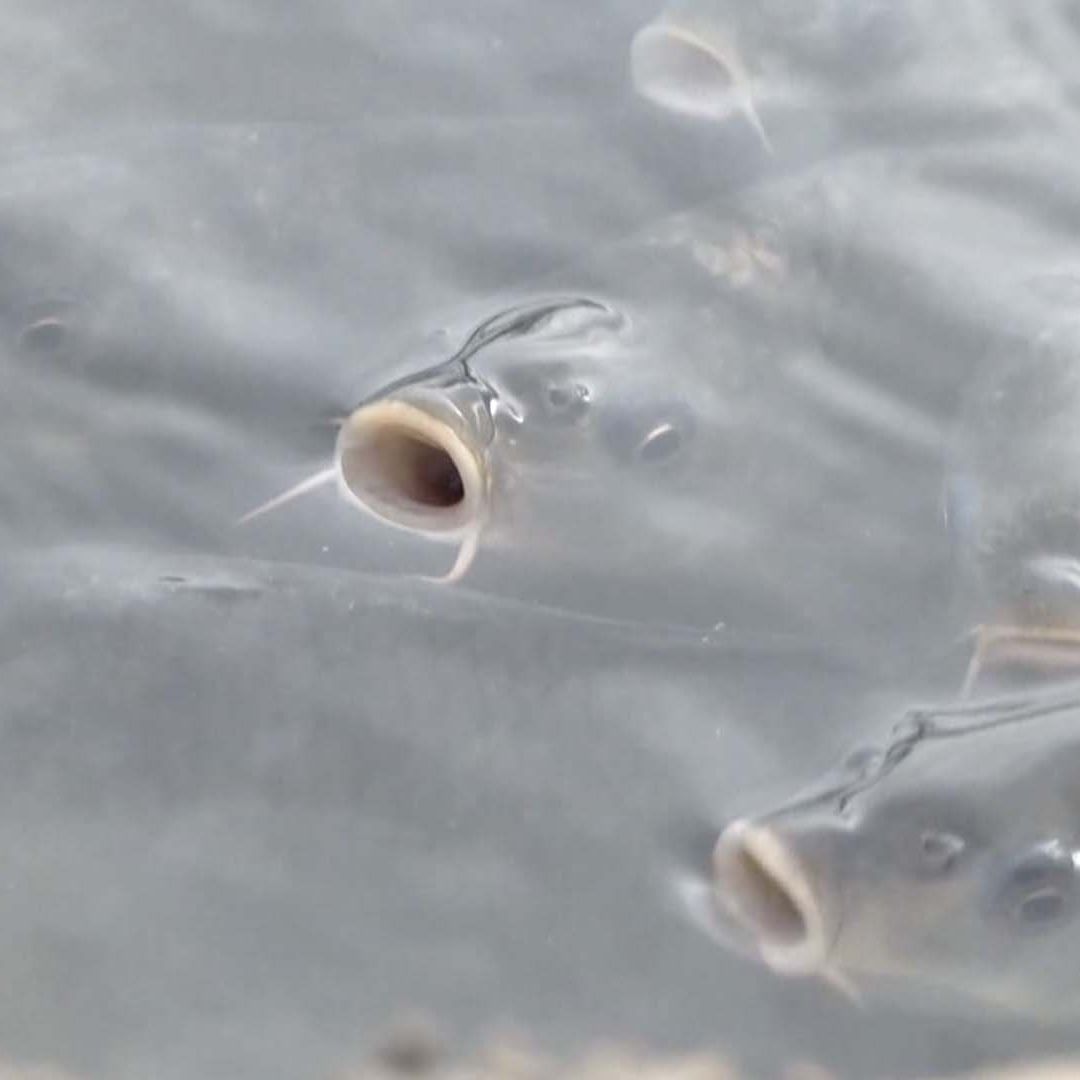 Aseguran Autoridades que Muerte de Peces en El Camalote no fue por Hidrocarburo