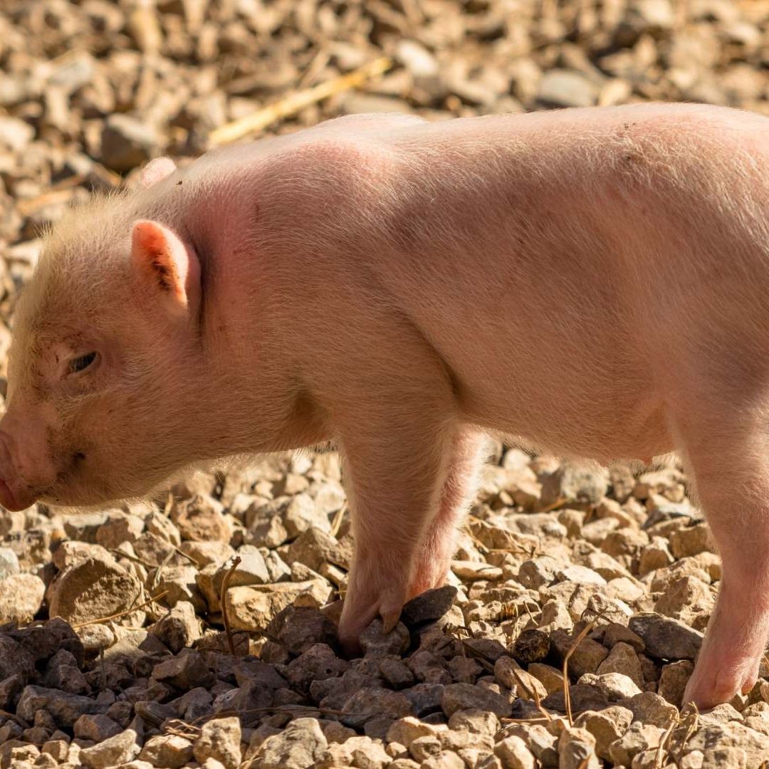 Clonan a Cerdo en Brasil, en un Paso Clave para Desarrollo de Órganos Destinados a Trasplantes