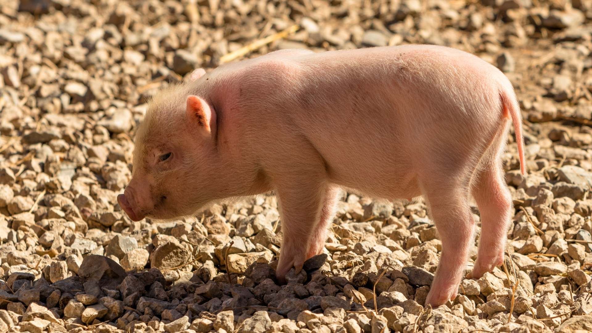 Clonan a Cerdo en Brasil, en un Paso Clave para Desarrollo de Órganos Destinados a Trasplantes