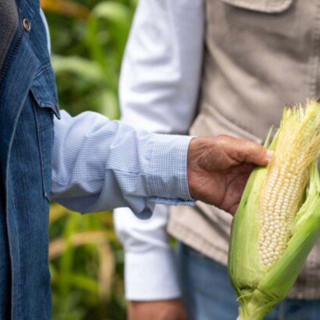 Calendario de Pagos Producción para el Bienestar 2026