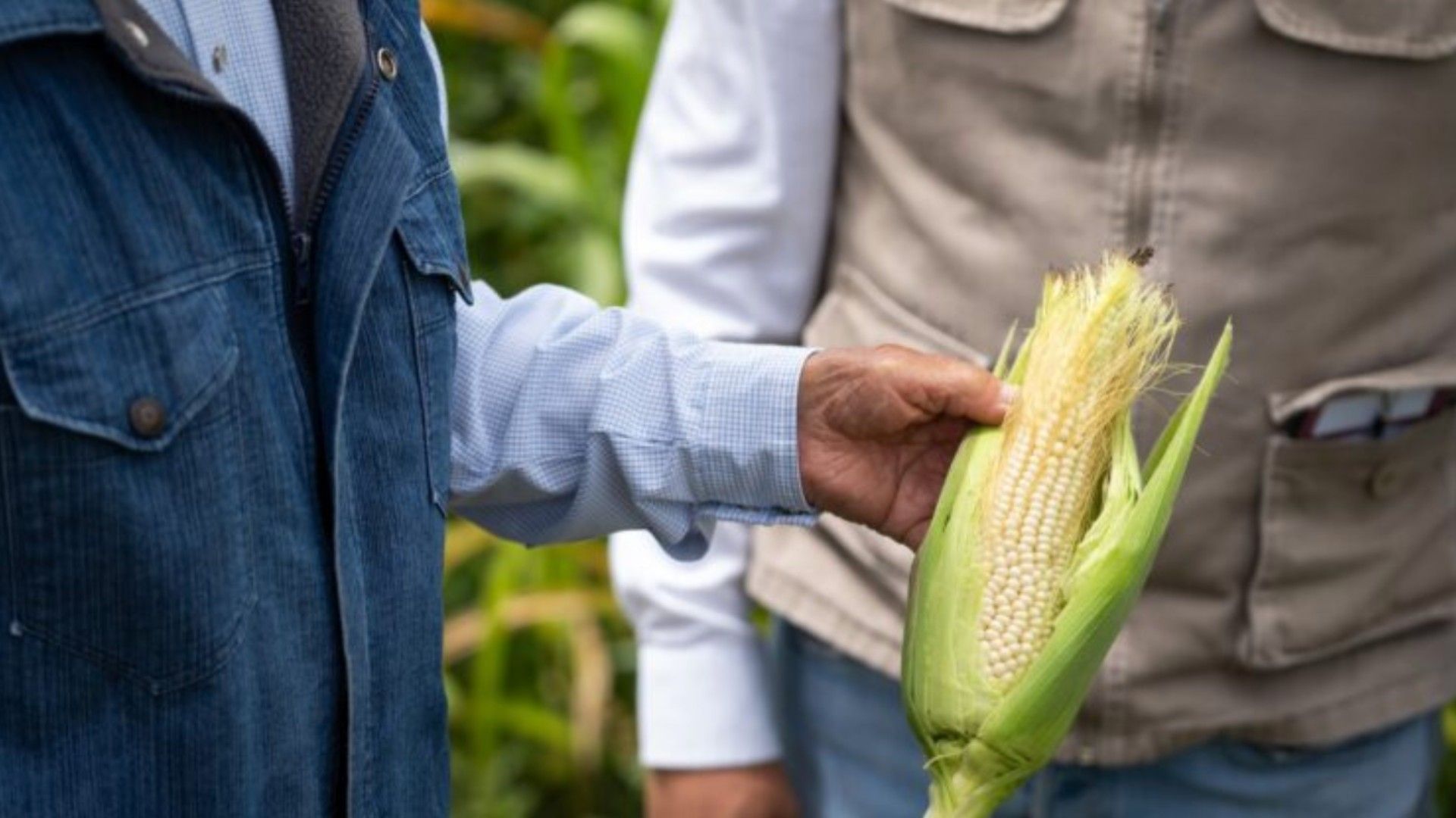 Calendario de Pagos Producción para el Bienestar 2026