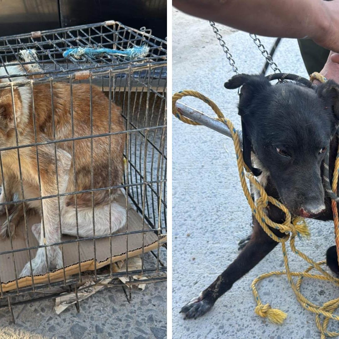 Rescatan a 15 Perros Maltratados en Tijuana; Pedían Donaciones en Redes