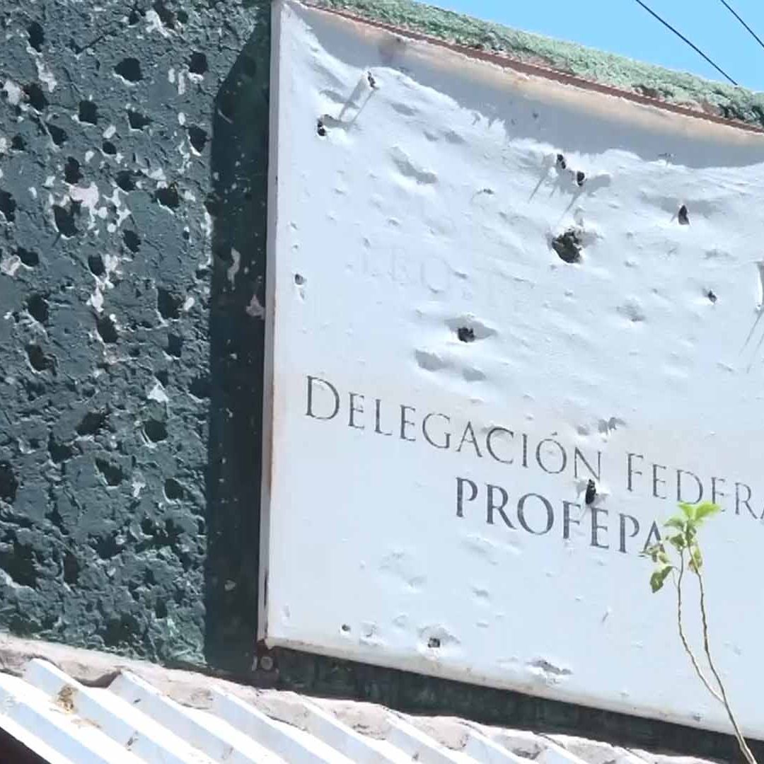 Profepa Investiga Hallazgo de Dos Pumas Muertos en Ejido Nuevo Graseros en Lerdo