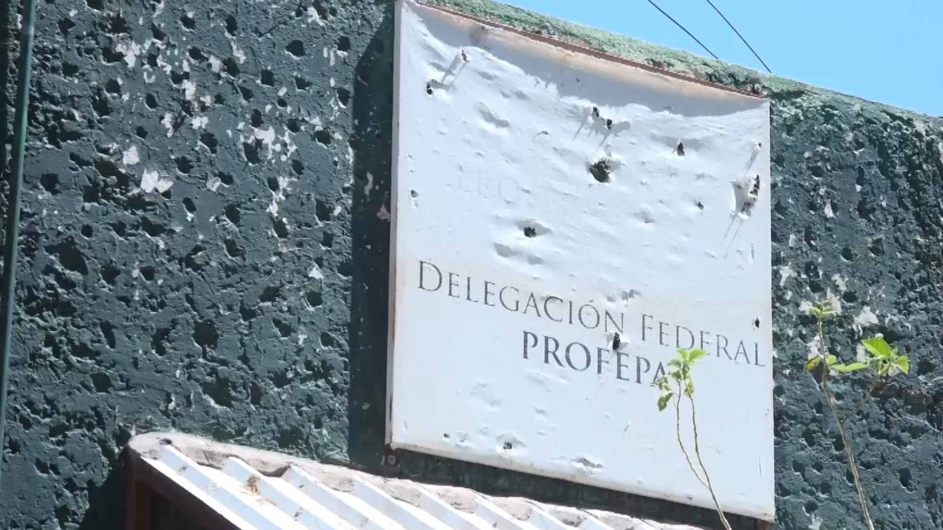 Profepa Investiga Hallazgo de Dos Pumas Muertos en Ejido Nuevo Graseros en Lerdo