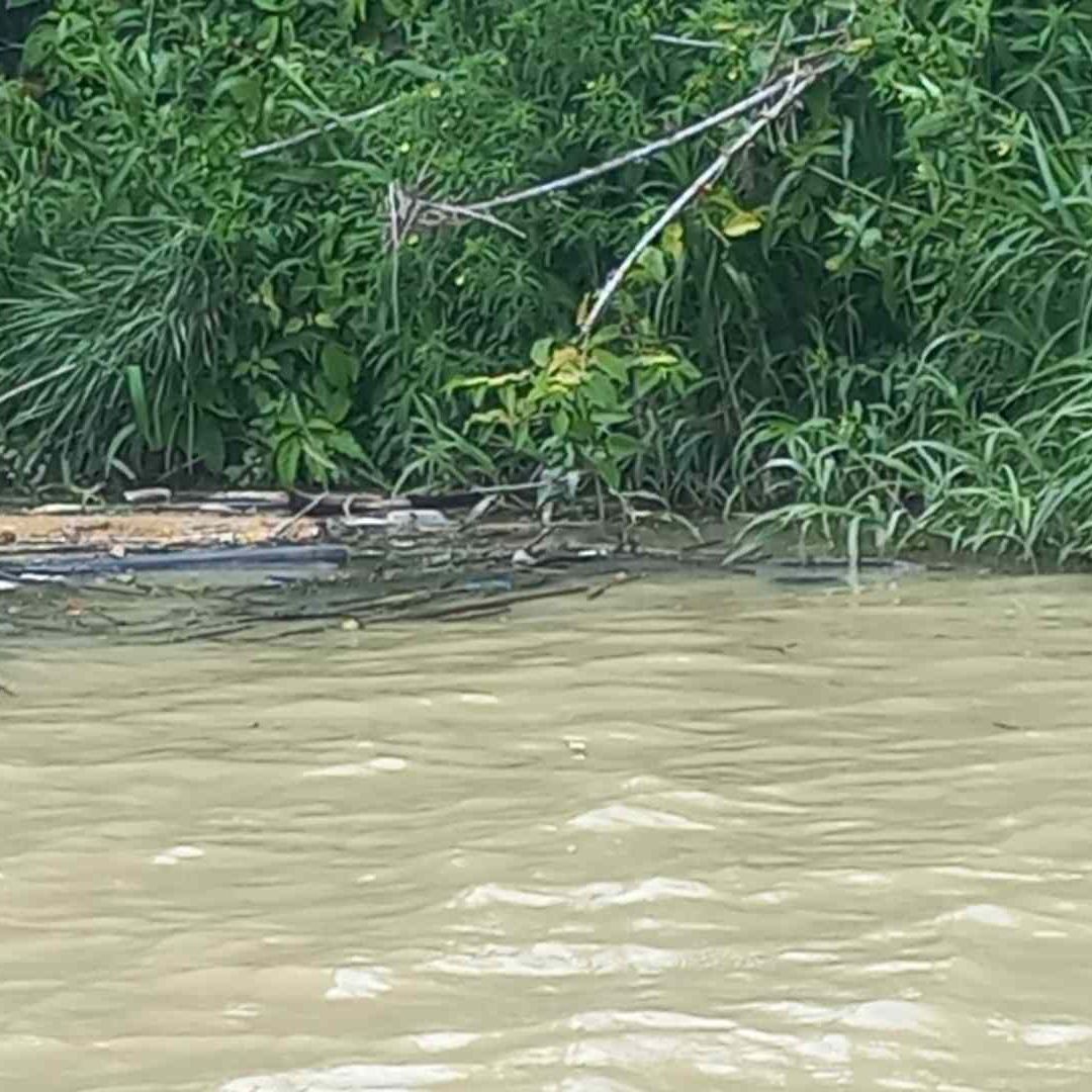 Reportan Mortandad de Peces en Río Cazones Balsa Paquita Bajo Grande Veracruz Investigan Presencia de Hidrocarburo