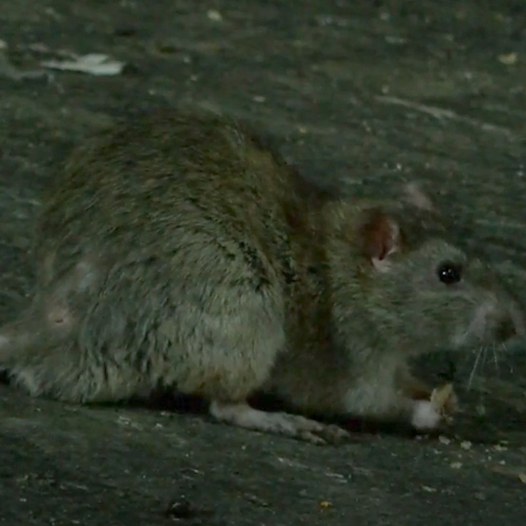 Intentan Exterminar Una Plaga de Roedores en el Centro de Guadalajara