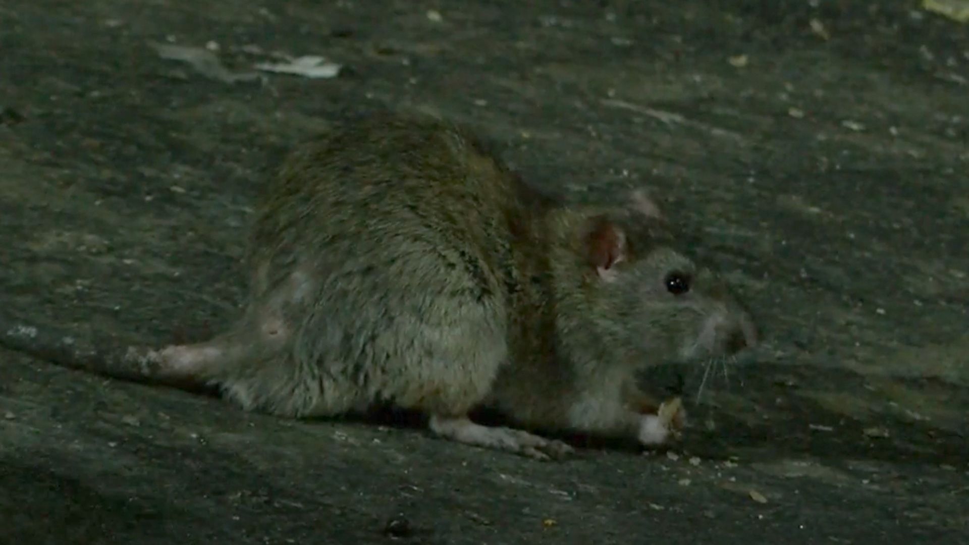 Intentan Exterminar Una Plaga de Roedores en el Centro de Guadalajara