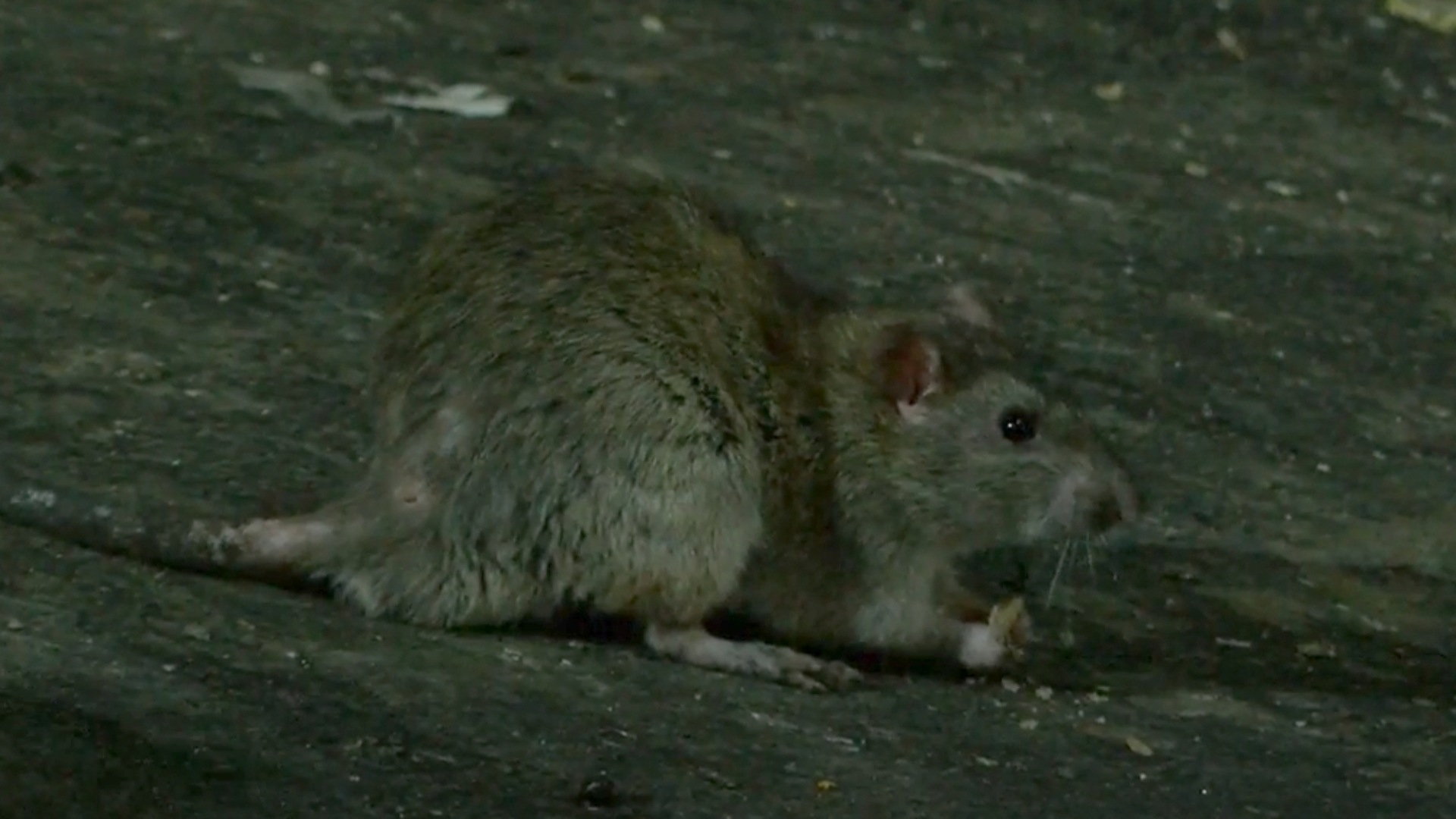 Intentan Exterminar Una Plaga de Roedores en el Centro de Guadalajara