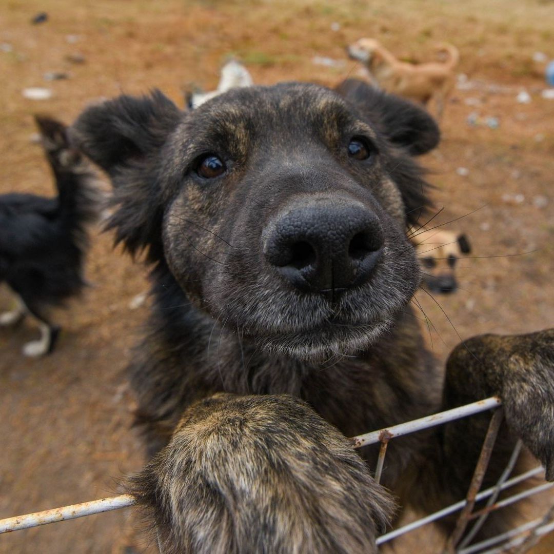 Caso Tecámac: ¿Por Qué Está Prohibido Sacrificar Animales Sanos en México y Cuál es la Sanción?