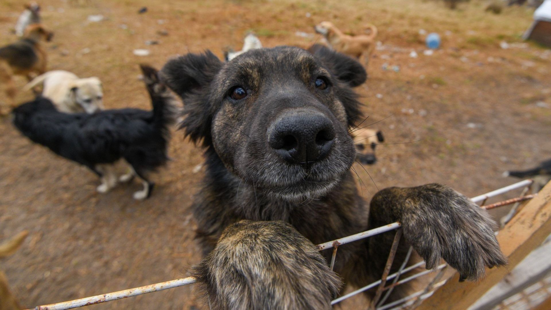 Caso Tecámac: ¿Por Qué Está Prohibido Sacrificar Animales Sanos en México y Cuál es la Sanción?