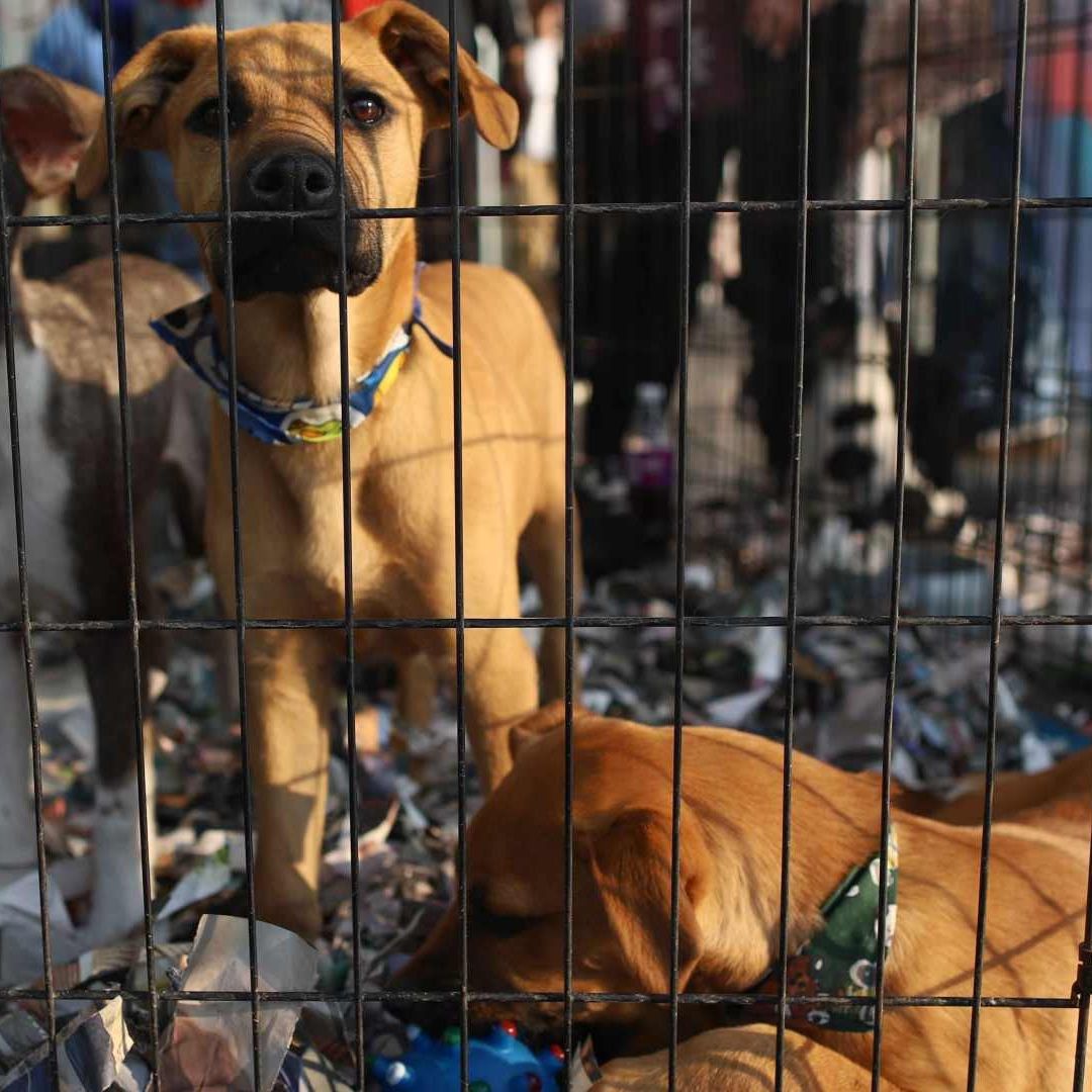 Perros durante feria de adopción en CDMX en diciembre 2025. Foto: Cuartoscuro | Archivo