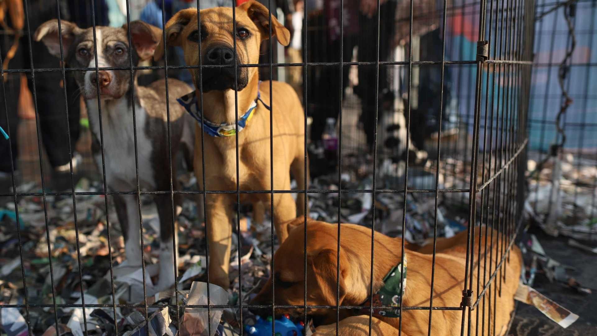 Perros durante feria de adopción en CDMX en diciembre 2025. Foto: Cuartoscuro | Archivo
